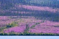 Fireweed blooming after forest fire