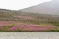 Fireweed blooming