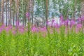 Fireweed, blooming in the meadow. Chamaenerion angustifolium, ivan tea