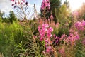 Fireweed, Blooming Sally, great willowherb is flowering plant with magenta pink flowers, healing herb