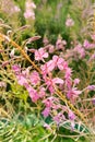 Fireweed, Blooming Sally, great willowherb is flowering plant with magenta pink flowers, healing herb