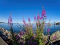 Fireweed blooming at the shore or Sidney BC