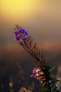 Fireweed blooming, chamerion angustifolium