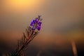 Fireweed blooming, chamerion angustifolium