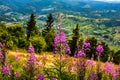 Fireweed blooms against the backdrop of the mountains. Royalty Free Stock Photo