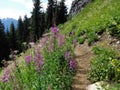 Fireweed blooms in the North Cascade mountains