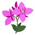 Dwarf Fireweed, Chamerion latifolium. National flower of Greenland. Pretty vibrant pink bloom, river beauty willowherb. Royalty Free Stock Photo