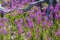 Fireweed Chamaenerion angustifolium flower mountains meadow wildflowers