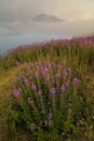 Fireweed (chamerion angustifolium)