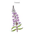 Fireweed. Chamerion angustifolium Royalty Free Stock Photo