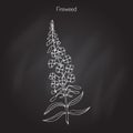 Fireweed. Chamerion angustifolium