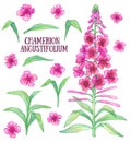 Fireweed chamerion angustifolium