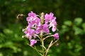 Fireweed (Epilobium angustifolium) Royalty Free Stock Photo
