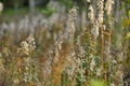 Fireweed in Fall Royalty Free Stock Photo