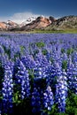 Fireweed field