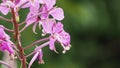 Fireweed