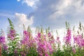 Fireweed Royalty Free Stock Photo