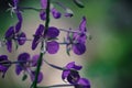 Fireweed Flowers