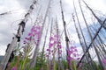 Fireweed flowers Royalty Free Stock Photo