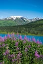 Fireweed and lake in Alaska Royalty Free Stock Photo
