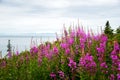 Fireweed and lake in Alaska Royalty Free Stock Photo