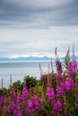Fireweed and lake in Alaska Royalty Free Stock Photo