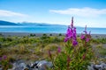 Fireweed and lake in Alaska Royalty Free Stock Photo