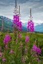 Fireweed and lake in Alaska Royalty Free Stock Photo