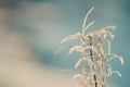 Fireweed with Hoar Frost