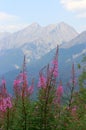 Fireweed in Kootenay