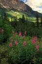 Fireweed & mountain