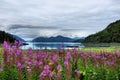 Fireweed Mountain View. Royalty Free Stock Photo