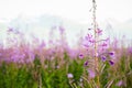 Fireweed Royalty Free Stock Photo