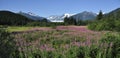 Fireweed Mountains and Trees Alaska