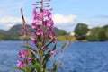 Fireweed in Norway Royalty Free Stock Photo