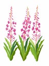 Fireweed plant. Medicinal useful plant Ivan-Chai