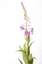 Fireweed Plant on White