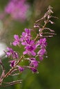 Fireweed in the rain in summer Royalty Free Stock Photo