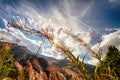 Fireweed on the sky backgrounds Royalty Free Stock Photo
