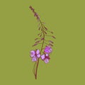 Fireweed. Useful field plant. Tea.