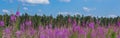 Fireweed wildflowers in the foreground of a pine forest on a sunny day.