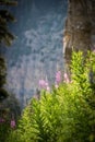 Fireweed Wildflowers with the Mountain in the background