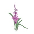 Fireweed or willowherb hand drawn on white background. Natural drawing of gorgeous flowering herbaceous plant used as Royalty Free Stock Photo