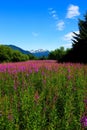 Fireweed.