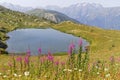 Fireweeds and the Lake Carrelet