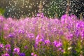 Fireweeds under the raindrops in the summer sun Royalty Free Stock Photo