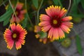 Firewheel blanketflowers above bricks in southwestern garden Royalty Free Stock Photo