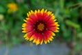 A firewheel flower close up