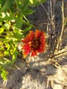 Firewheel Flower found in the Outer Banks