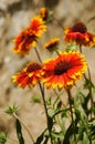 Firewheel flowers in sunlight,Lamayuru,Ladakh, India